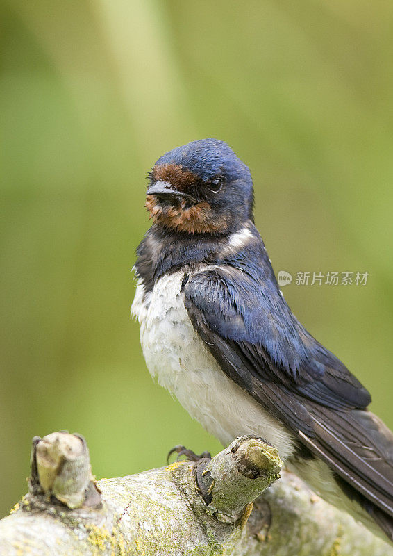 燕子(Hirundo rustica)